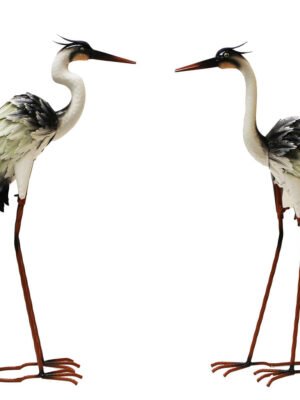Standing Black & White Egret