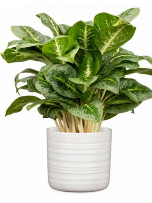 Ribbed Pot Soft Wool