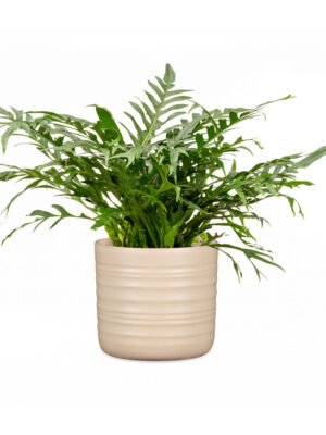 Ribbed Pot Dry Reed
