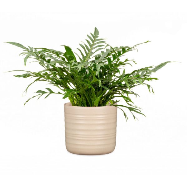 Ribbed Pot Dry Reed