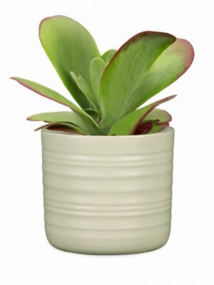 Ribbed Pot Silent Green
