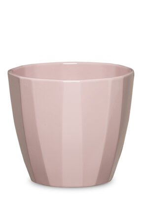 Elegance Pot Rose