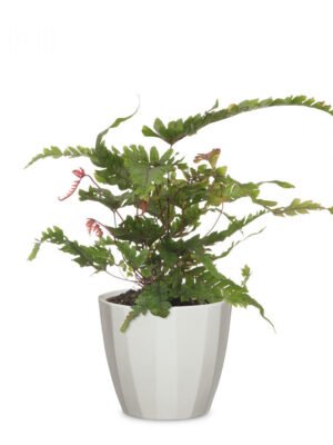 Elegance Pot Grey
