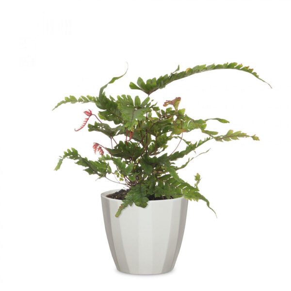 Elegance Pot Grey